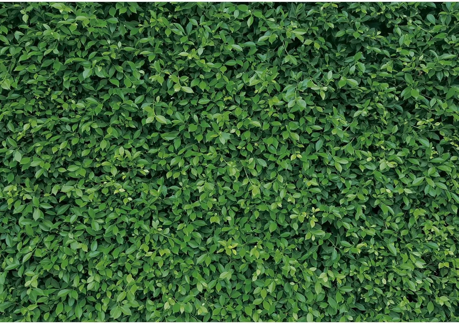 10x8ft Polyester Spring Greenery Leaves Grass Nature Photography Backdrop Green Grass Background for Birthday Wedding Safari Dinosaur Baby Shower Party Decorations Banner Portrait Photo Booth