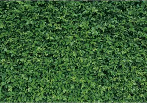 10x8ft Polyester Spring Greenery Leaves Grass Nature Photography Backdrop Green Grass Background for Birthday Wedding Safari Dinosaur Baby Shower Party Decorations Banner Portrait Photo Booth