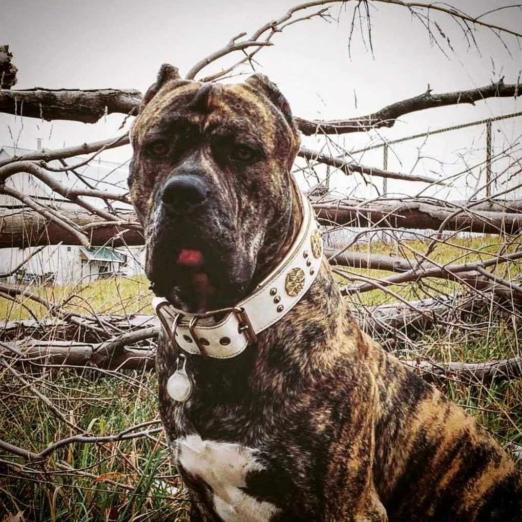 Bestia Maximus Genuine Leather Dog Collar, Large Breeds, Cane Corso, Rottweiler, Boxer, Bullmastiff, Dogo, Studded, L- XXL Size, 2.5 Inch Wide. Padded. White & Gold. Europe`s Finest Dog Gear!
