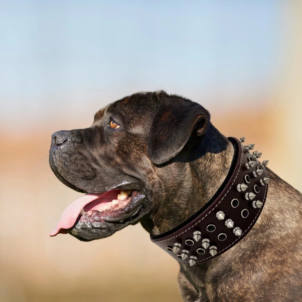 BlazingPaws® Sabrington 2 inch Wide Luxury Spike Leather Dog Collar for Large Dog, with Screw-on Spikes in Premium Brown Bridle Leather and Soft Suede Leather Padding (Neck Size: 23-27 Inches, Brown)