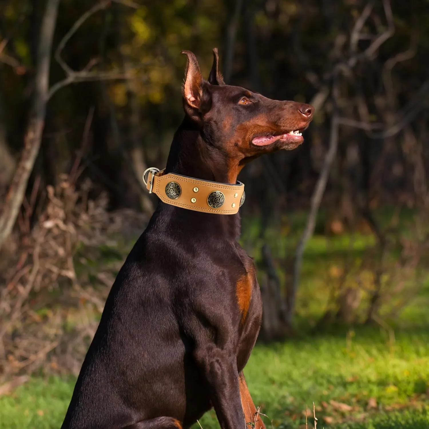 Leather Dog Collar for Medium Dogs, 2" Wide Durable Thick Strong Genuine Leather Spike Dog Collar with Metal Buckle, Padded Collar with Studded Design for Girl Boy Dogs (Orange,M)