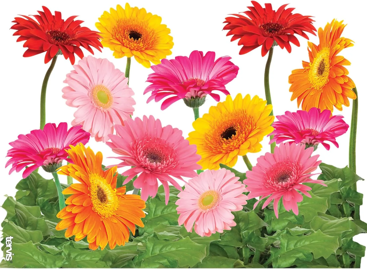 Tervis Gerbera Daisies Made in USA Double Walled Insulated Tumbler Travel Cup Keeps Drinks Cold & Hot, 24oz, Classic