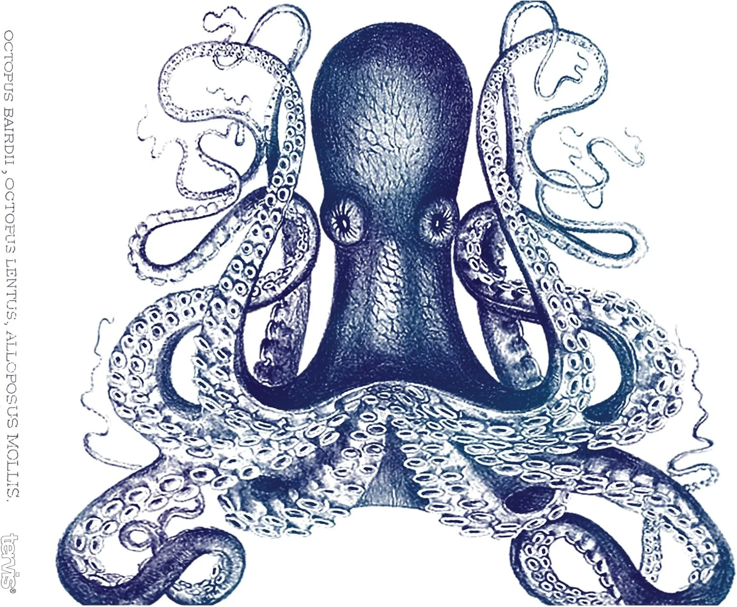 Tervis Octopus Made in USA Double Walled Insulated Tumbler Travel Cup Keeps Drinks Cold & Hot, 24oz, Classic